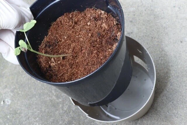 ダイソーの底面給水ポット 4号、12cmに植物を植え替える様子
