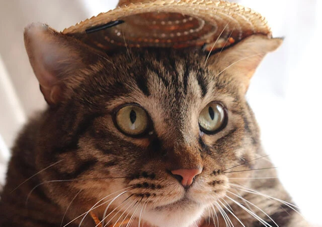 ダイソーのペット用麦わら帽子（S）を猫に被せた様子