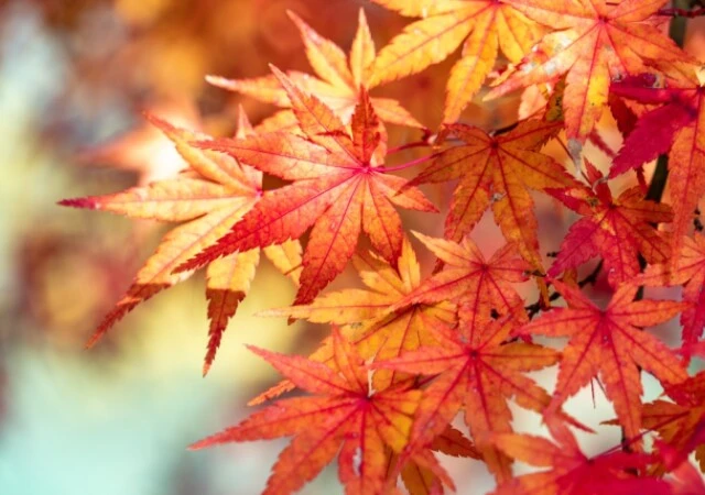 秋といえば何？季節の花や行事、食べ物など秋の風物詩をランキングで紹介！