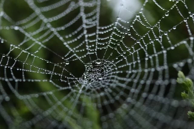 夢占い　蜘蛛　イメージ写真　蜘蛛の巣