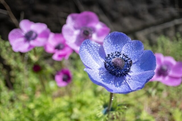 アネモネの花言葉は怖い 色別 赤 白 紫 青 ピンク 黃 に意味を紹介 Michill Bygmo ミチル