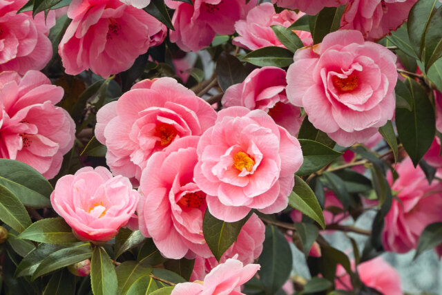 椿 ツバキ の花言葉は怖い 色別 白 赤 ピンク の意味や種類を紹介 Michill Bygmo ミチル
