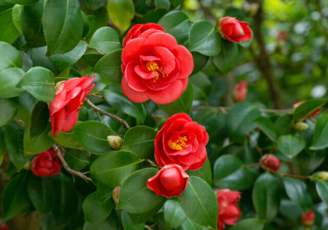 椿 ツバキ の花言葉は怖い 色別 白 赤 ピンク の意味や種類を紹介 Michill Bygmo ミチル