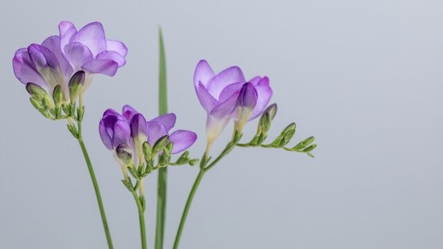 フリージアの花言葉は怖い 色別 白 赤 紫 黄 に異なる意味を解説 Michill Bygmo ミチル