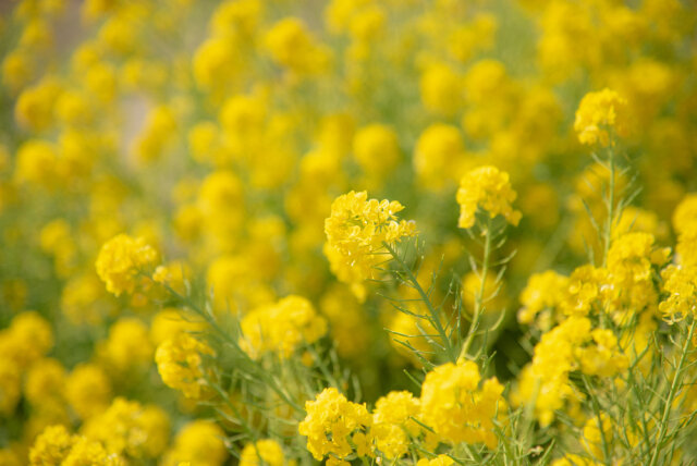 菜の花の花言葉は意味や由来が怖い 誕生花 季節 楽しみ方をまとめて解説 Michill Bygmo ミチル