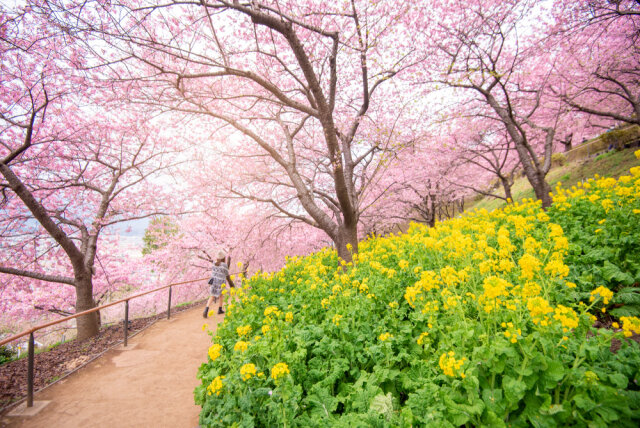 菜の花の花言葉は意味や由来が怖い 誕生花 季節 楽しみ方をまとめて解説 Michill Bygmo ミチル