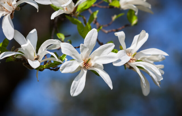 木蓮の花言葉には怖い意味がある 花言葉の由来や別名 種類について解説 Michill Bygmo ミチル