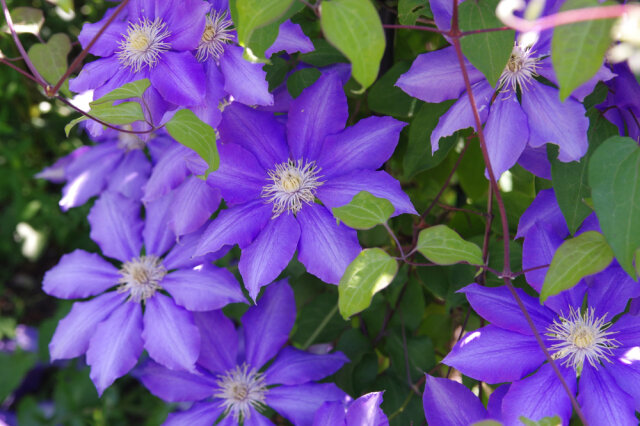 クレマチスの花言葉は怖い 色別 紫 白 赤 の意味や種類について解説 Michill Bygmo ミチル