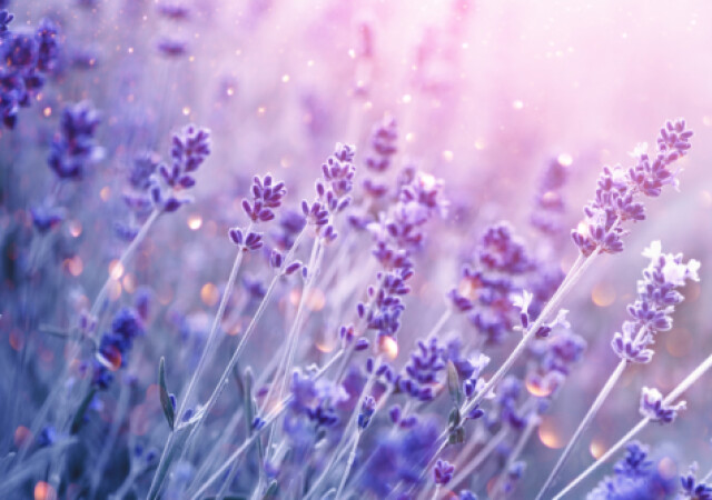 ラベンダーの花言葉は怖い 色別 紫 白 の意味や由来 種類を解説 Michill Bygmo ミチル