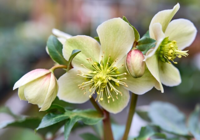 クリスマスローズの花言葉の意味が怖い？名前の由来や誕生花について