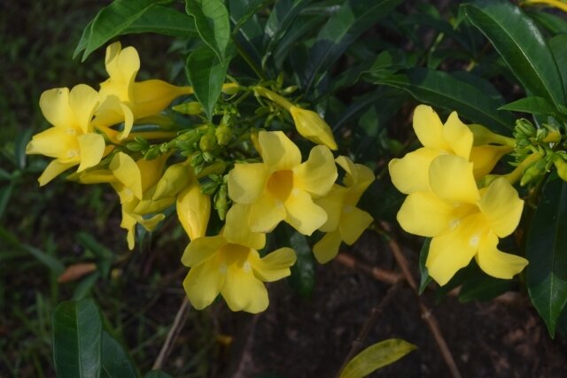 ジャスミン 茉莉花 の花言葉は怖い 色別の意味や由来 誕生花を解説 Michill Bygmo ミチル