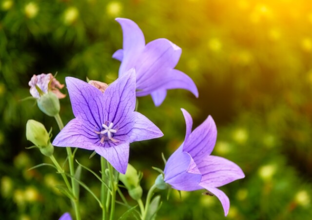 桔梗の花言葉は怖い 色別 紫 白 ピンク の花言葉の意味や由来を解説 Michill Bygmo ミチル