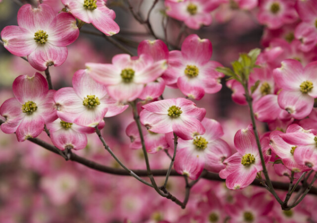 ハナミズキ 花水木 の花言葉は怖い 色別の意味や由来についても解説 Michill Bygmo ミチル