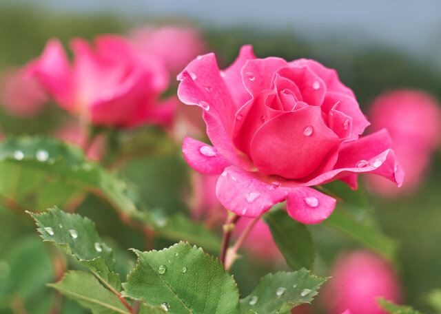 薔薇 バラ の花言葉は怖い 本数 色 咲き方によって異なる意味を解説 Michill Bygmo ミチル