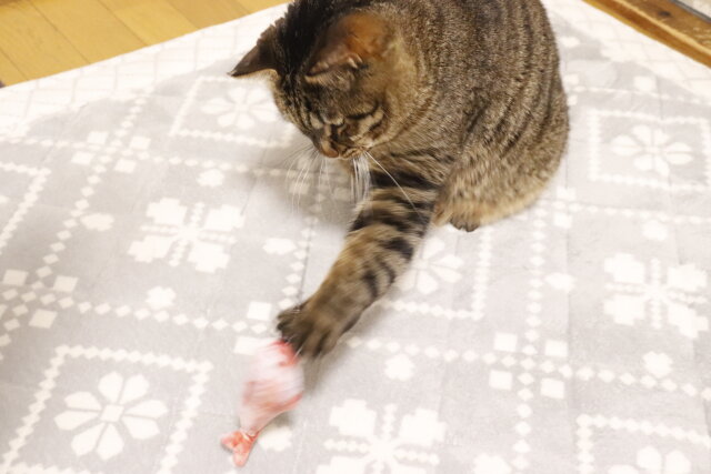 ダイソーの猫のおもちゃ（じゃれ棒、付け替え用、シャケ・タイ、またたび入、2個）で遊ぶ猫