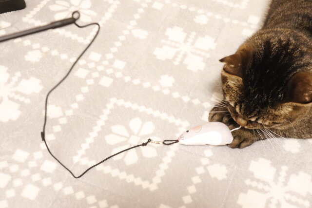 ダイソーの猫のおもちゃ（じゃれ棒、ねずみ、またたび入）で遊ぶ猫