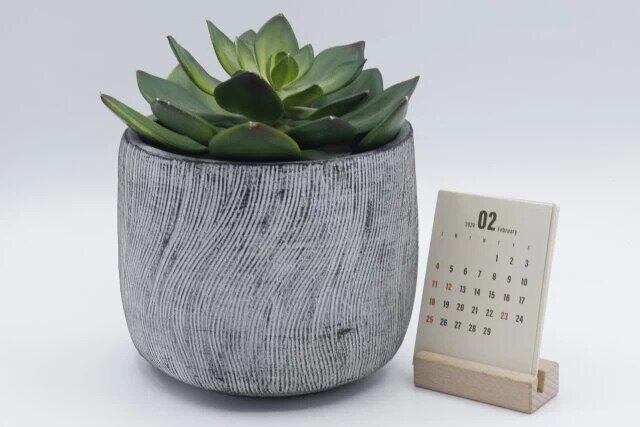 ダイソーのシンプルデザインのセメント植木鉢の5号をインテリアとして飾る