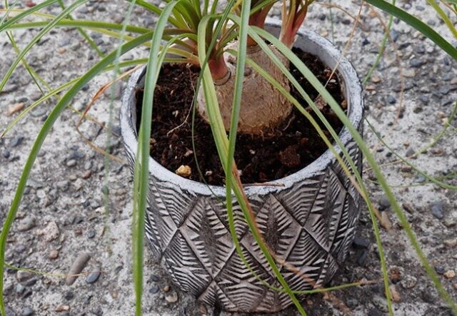 ダイソーの鉢底ネット（7.1cm×7.5cm×4.5cm、6個組）で育てた植物