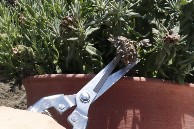 ダイソーの園芸ハサミは刃先がシャープで密集した枝を剪定しやすい