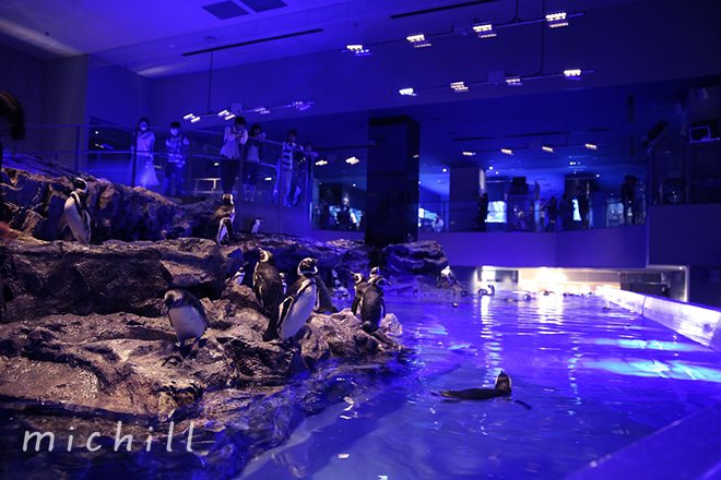 水族館でホラー 秋も楽しい新感覚の水族館イベント３選 Michill ミチル