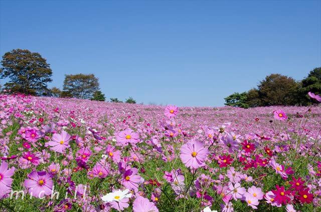 秋の訪れを告げる 国営昭和記念公園イベント コスモスまつり Michill ミチル