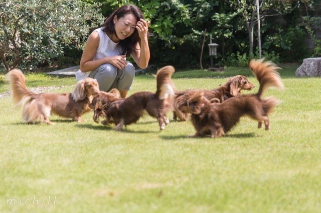 ドッグフード 初心者でも簡単に手作りできる犬ごはんレシピ Michill ミチル